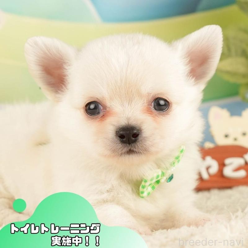 販売中の静岡県のチワワ(ロングコート)-428009の1枚目