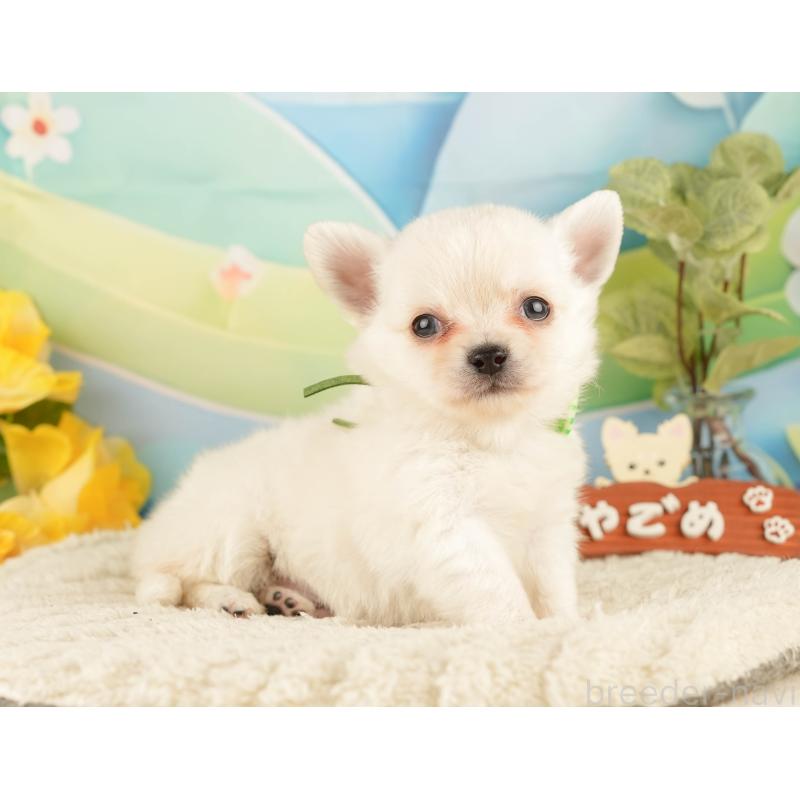 販売中の静岡県のチワワ(ロングコート)-428009の9枚目