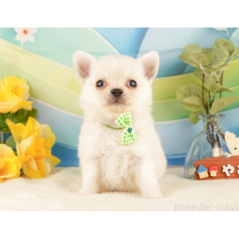 販売中の静岡県のチワワ(ロングコート)-428009の8枚目