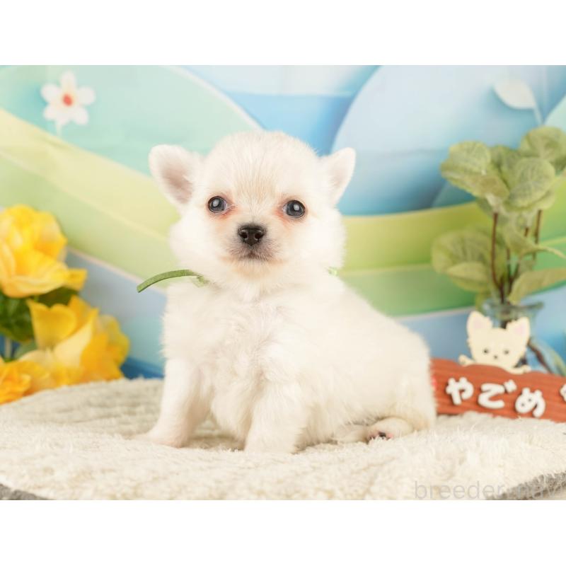 販売中の静岡県のチワワ(ロングコート)-428009の7枚目