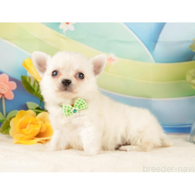 販売中の静岡県のチワワ(ロングコート)-428009の6枚目