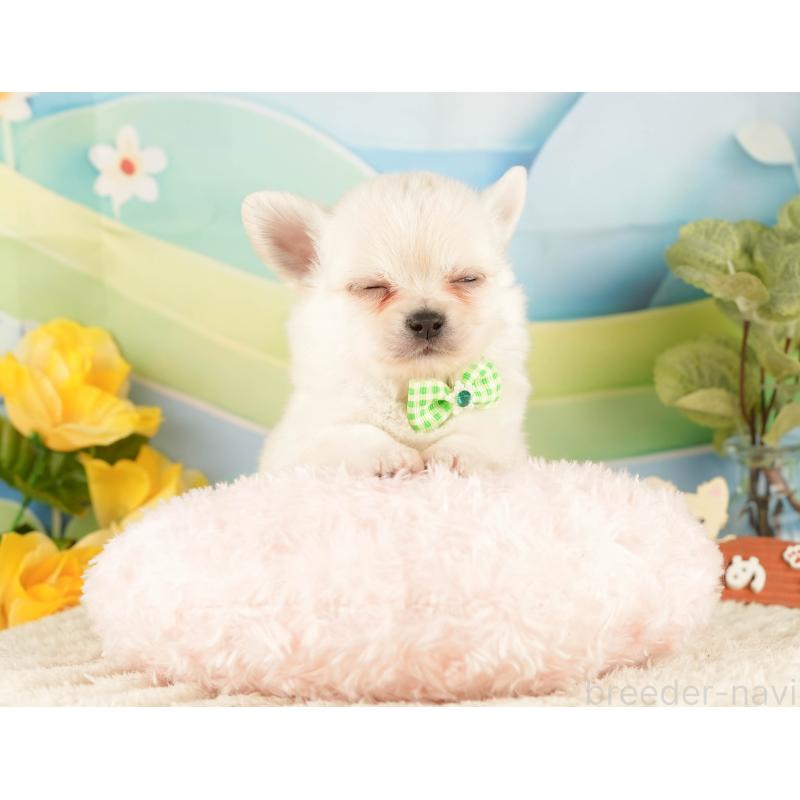 販売中の静岡県のチワワ(ロングコート)-428009の5枚目