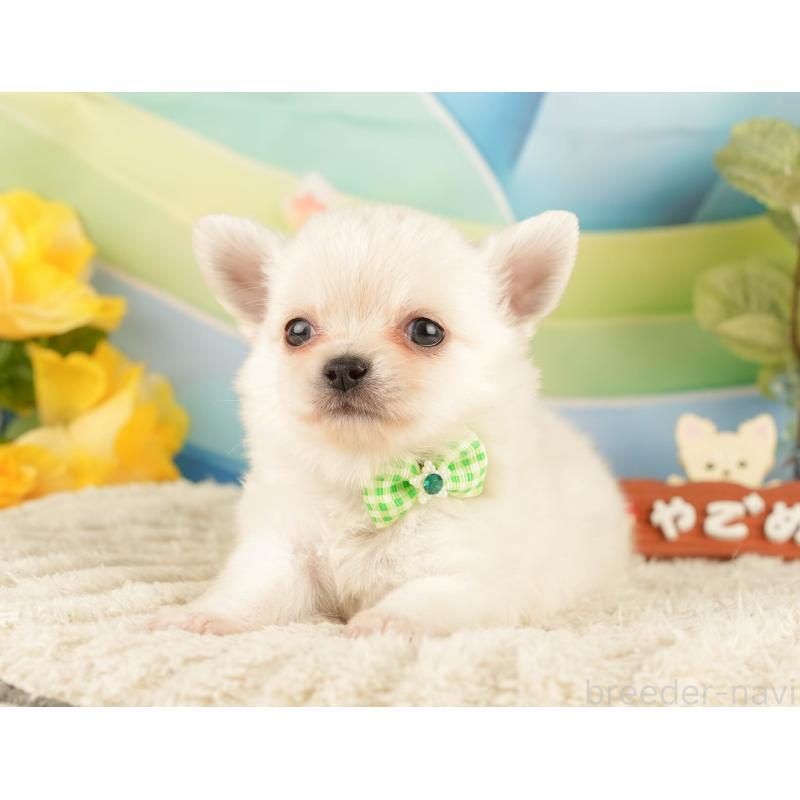 販売中の静岡県のチワワ(ロングコート)-428009の4枚目