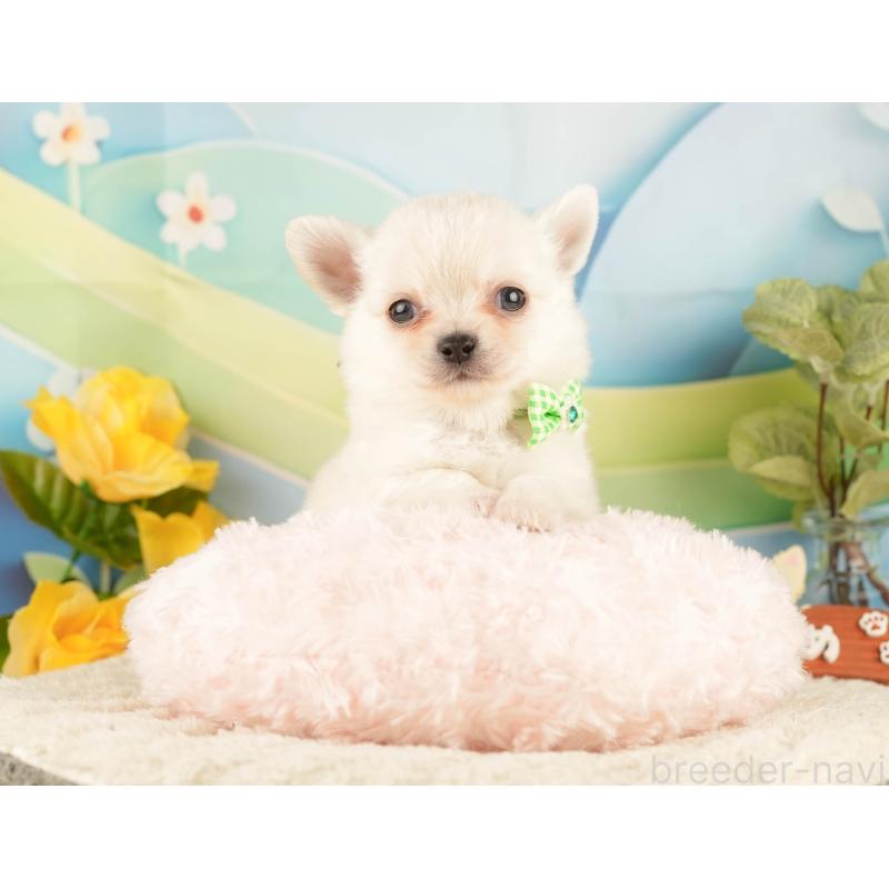 販売中の静岡県のチワワ(ロングコート)-428009の3枚目