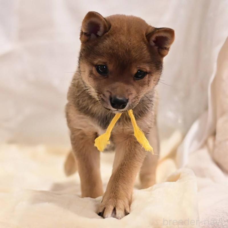 販売中の岡山県の豆柴-428010の3枚目