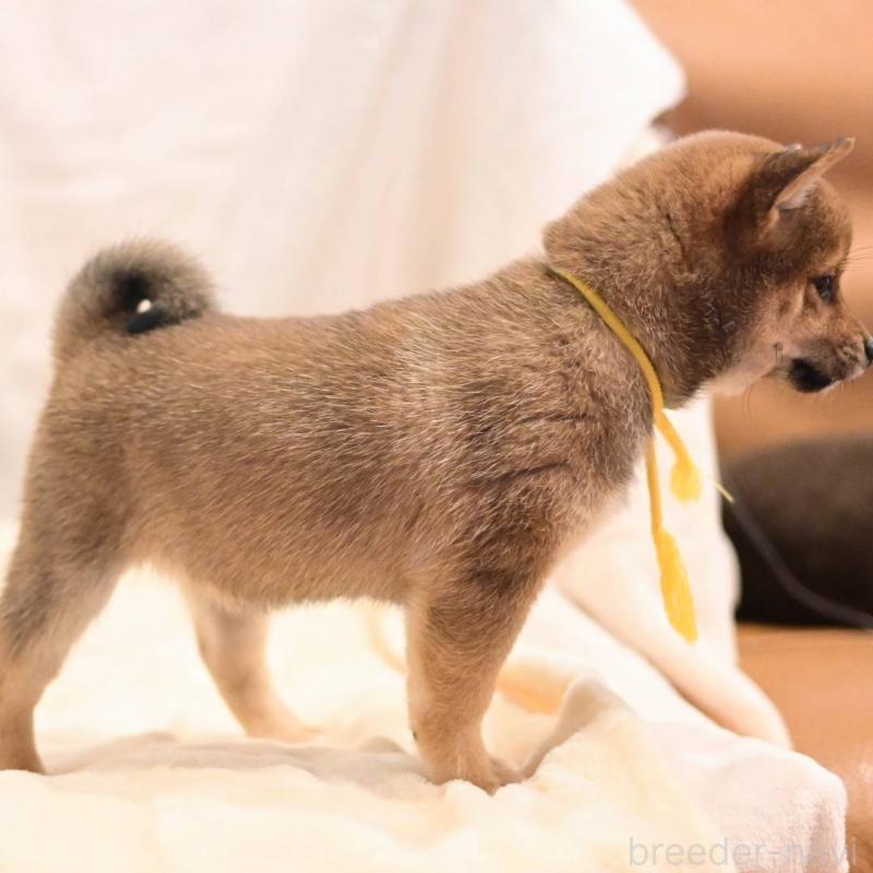 販売中の岡山県の豆柴-428010の2枚目