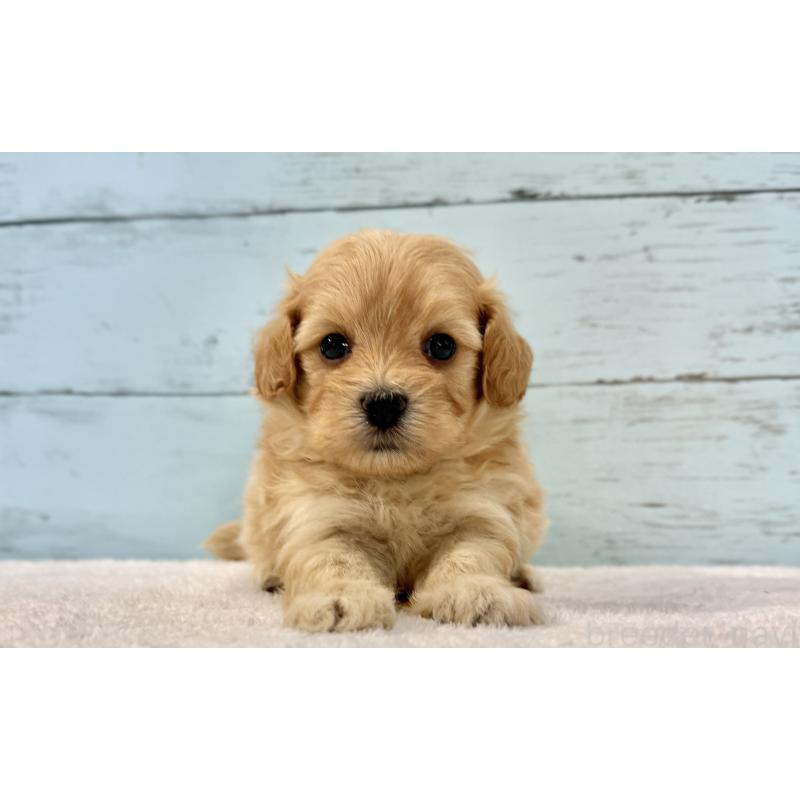 販売中の千葉県のマルプー:マルチーズ×トイプードル-428014の12枚目