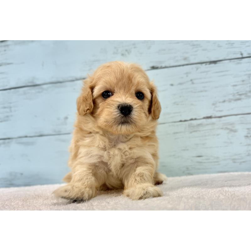 販売中の千葉県のマルプー:マルチーズ×トイプードル-428014の11枚目