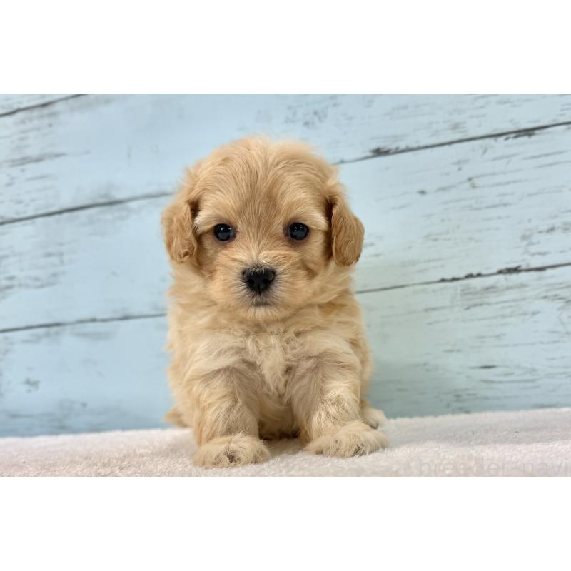 販売中の千葉県のマルプー:マルチーズ×トイプードル-428014の10枚目