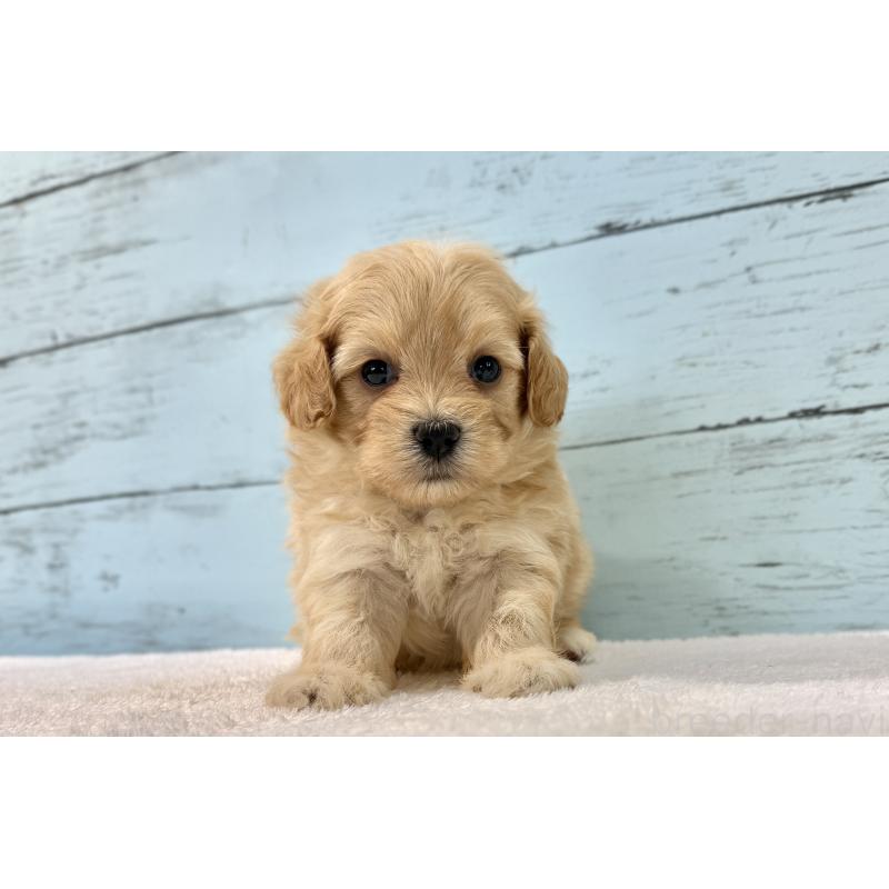 販売中の千葉県のマルプー:マルチーズ×トイプードル-428014の9枚目