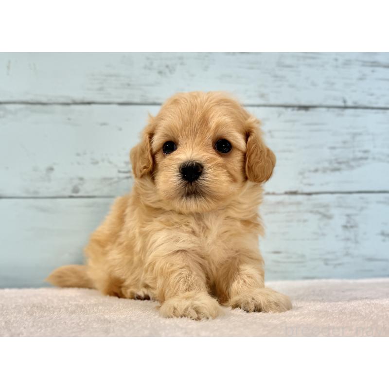 販売中の千葉県のマルプー:マルチーズ×トイプードル-428014の8枚目