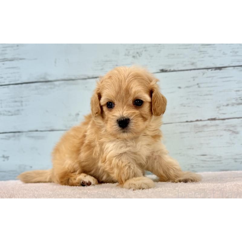 販売中の千葉県のマルプー:マルチーズ×トイプードル-428014の7枚目