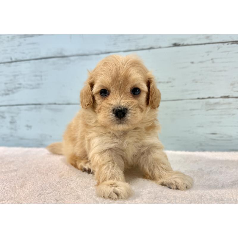 販売中の千葉県のマルプー:マルチーズ×トイプードル-428014の5枚目