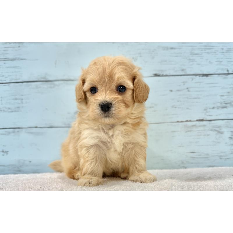 販売中の千葉県のマルプー:マルチーズ×トイプードル-428014の3枚目