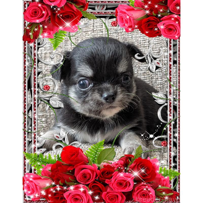 販売中の山口県のチワワ(ロングコート)-428013