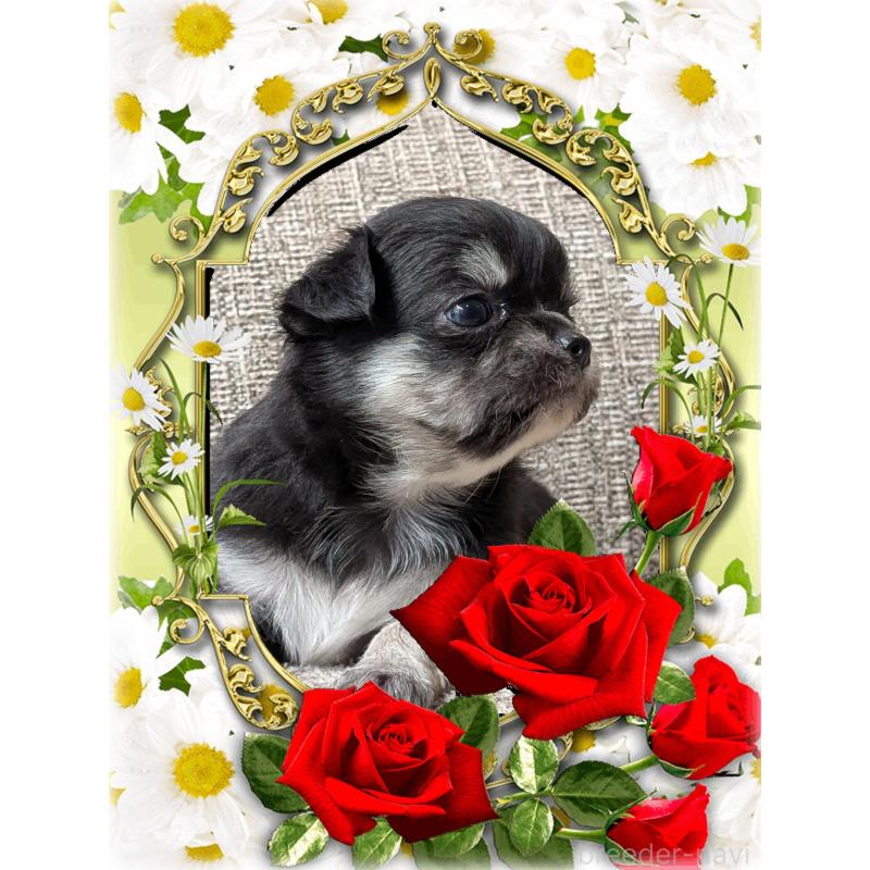 販売中の山口県のチワワ(ロングコート)-428013の5枚目