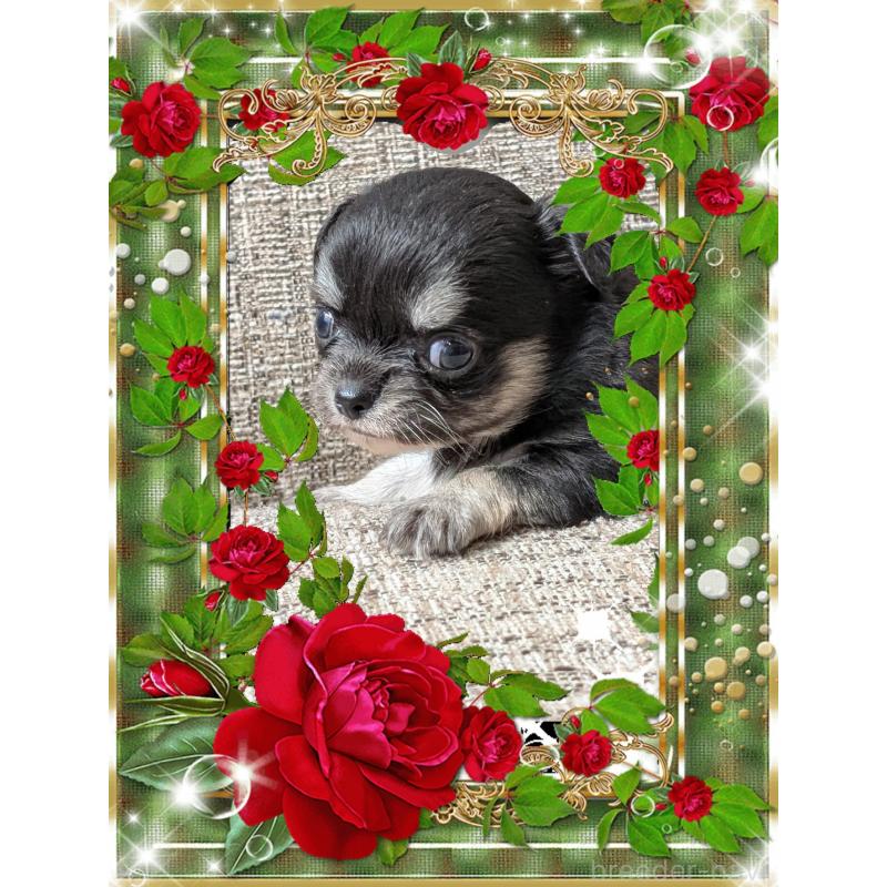 販売中の山口県のチワワ(ロングコート)-428013の4枚目