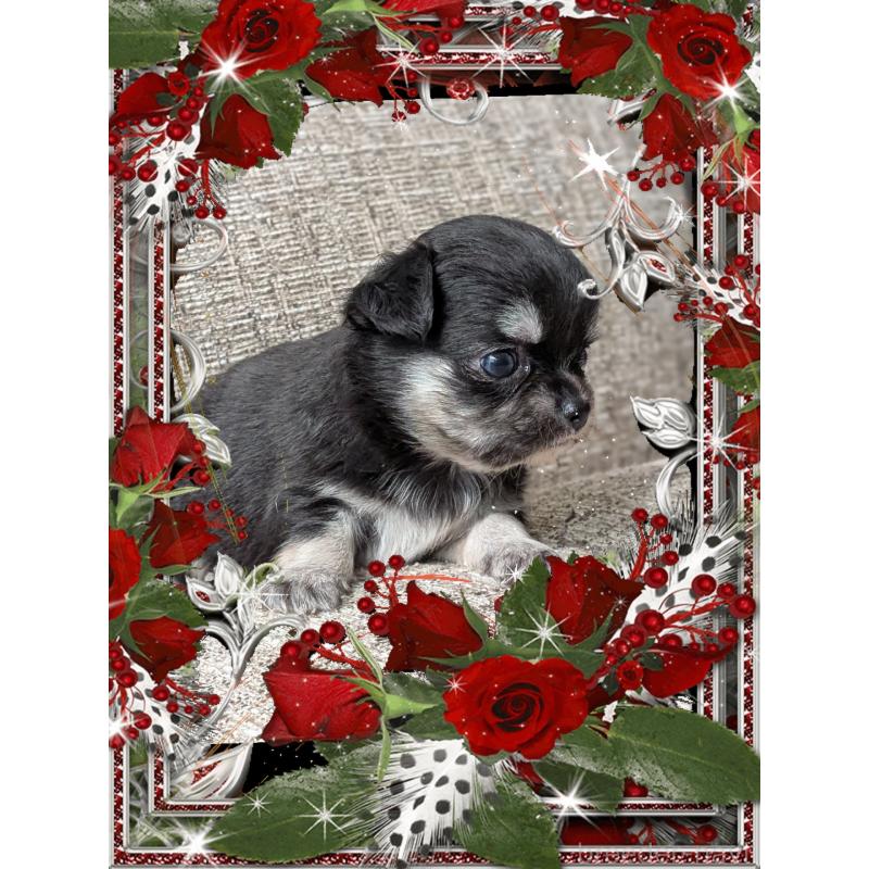 販売中の山口県のチワワ(ロングコート)-428013の3枚目