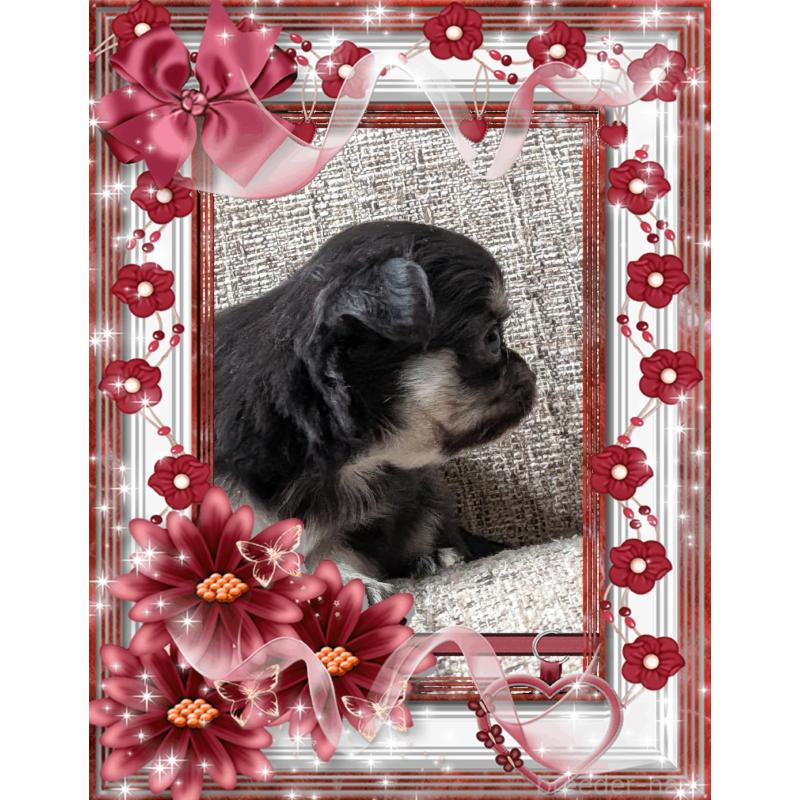 販売中の山口県のチワワ(ロングコート)-428013の2枚目