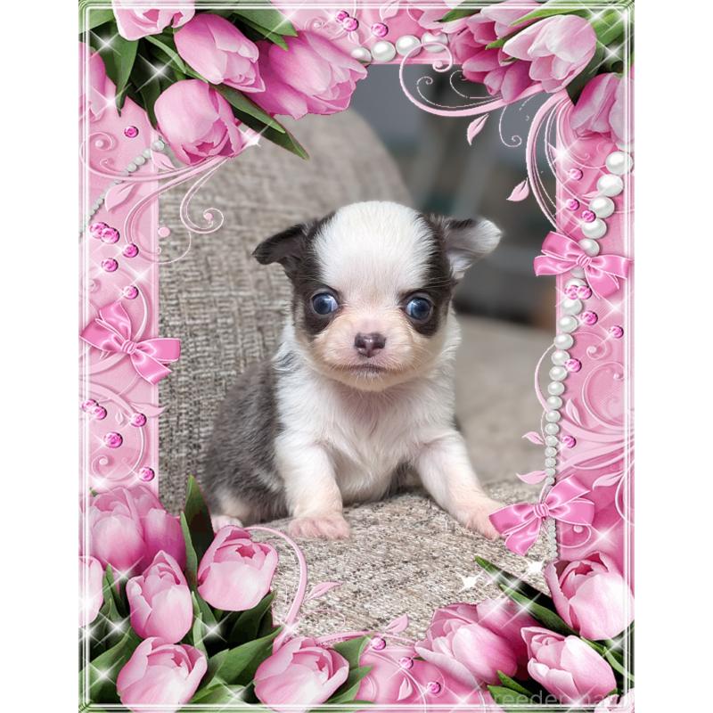 販売中の山口県のチワワ(ロングコート)-428015