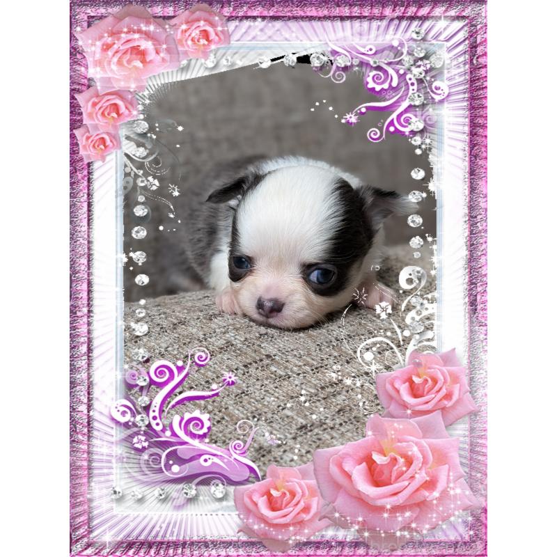 販売中の山口県のチワワ(ロングコート)-428015の5枚目