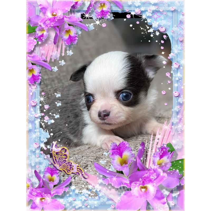 販売中の山口県のチワワ(ロングコート)-428015の3枚目