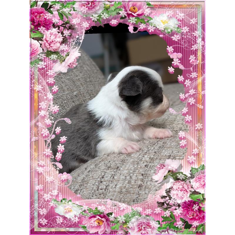 販売中の山口県のチワワ(ロングコート)-428015の2枚目