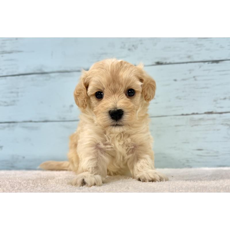 販売中の千葉県のマルプー:マルチーズ×トイプードル-428017の15枚目