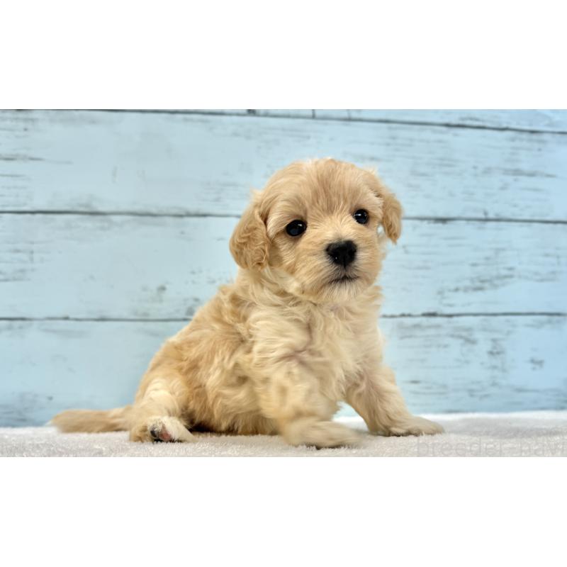 販売中の千葉県のマルプー:マルチーズ×トイプードル-428017の14枚目