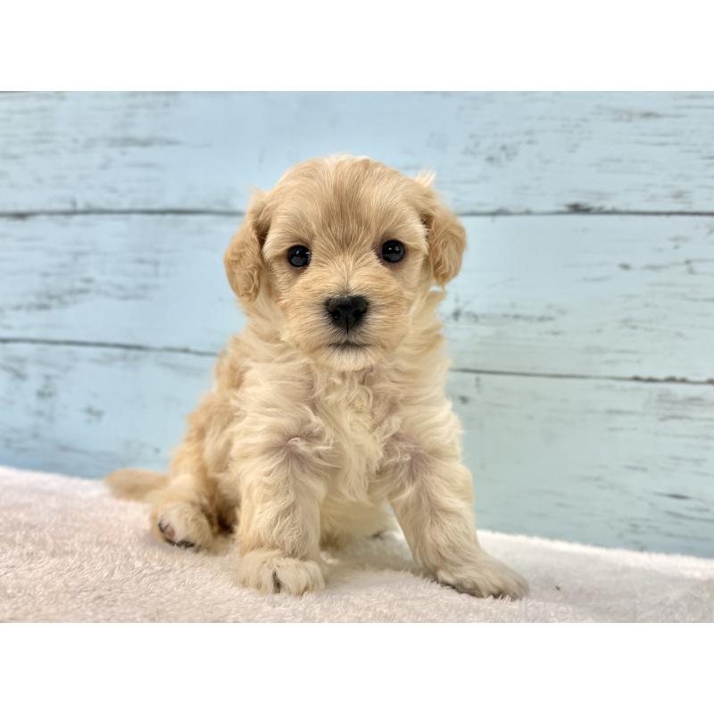 販売中の千葉県のマルプー:マルチーズ×トイプードル-428017の13枚目