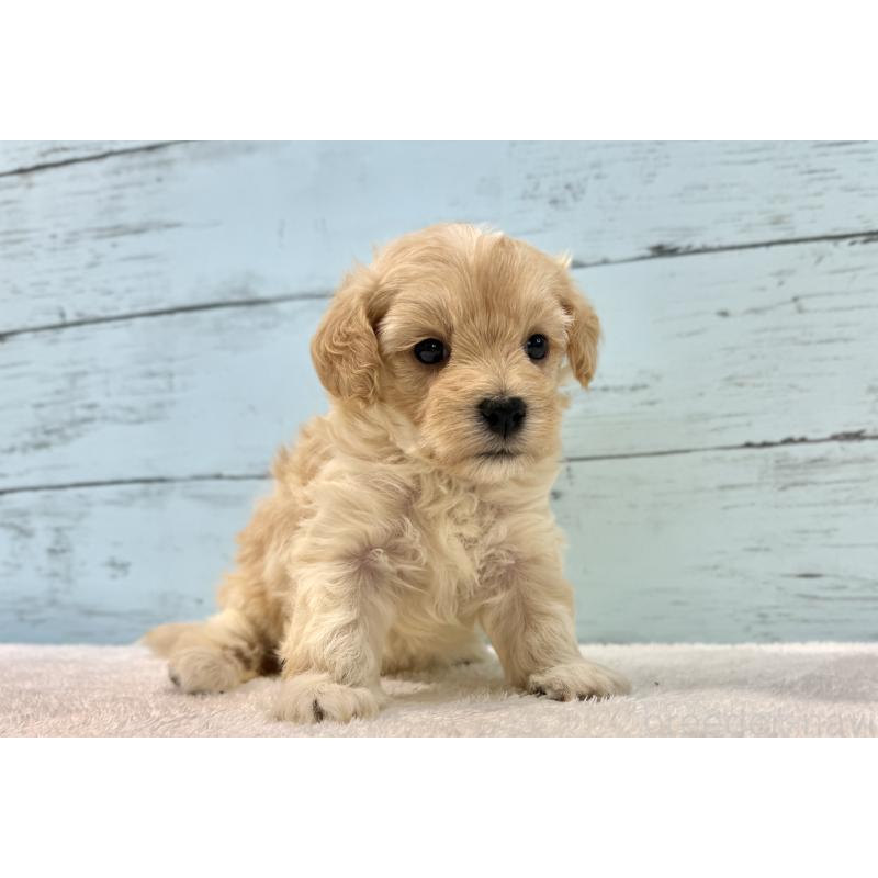 販売中の千葉県のマルプー:マルチーズ×トイプードル-428017の12枚目