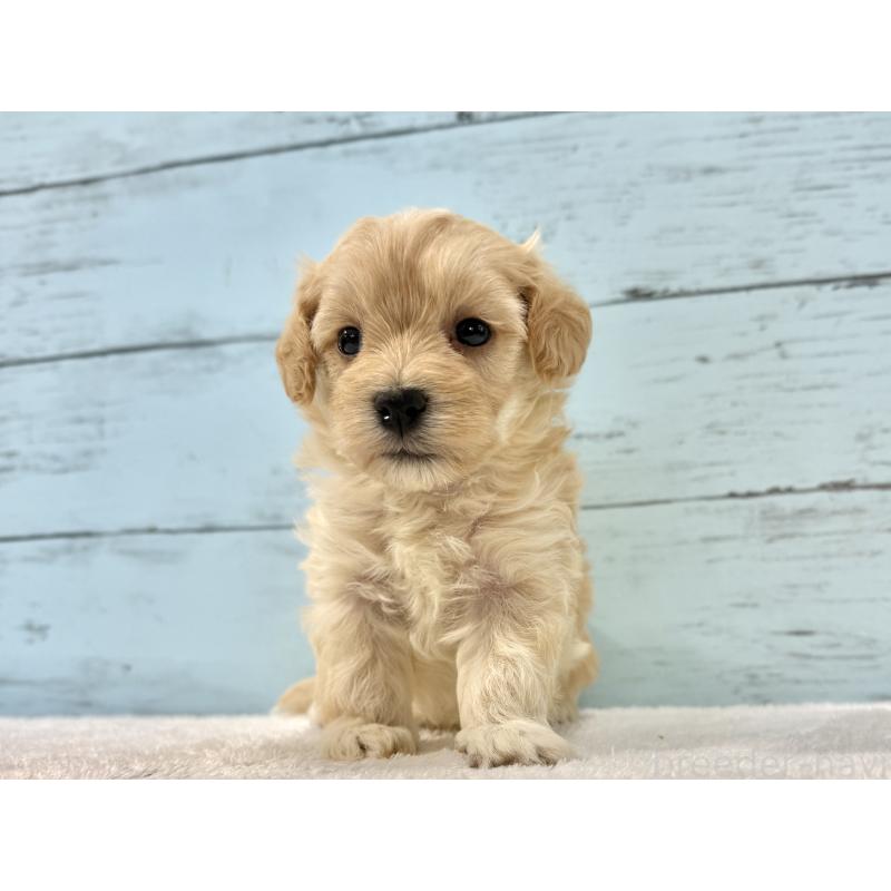 販売中の千葉県のマルプー:マルチーズ×トイプードル-428017の11枚目