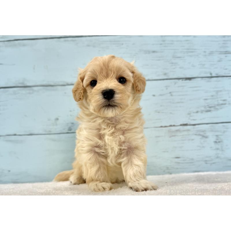 販売中の千葉県のマルプー:マルチーズ×トイプードル-428017の10枚目