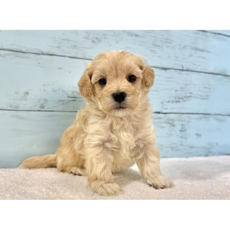 販売中の千葉県のマルプー:マルチーズ×トイプードル-428017の9枚目