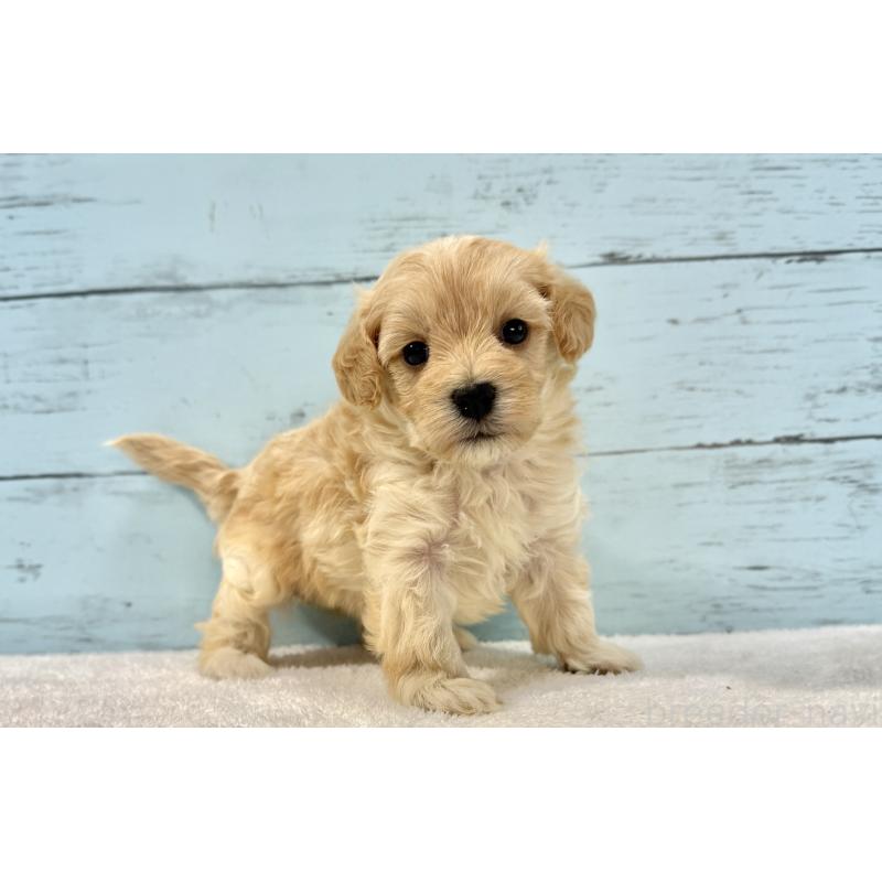 販売中の千葉県のマルプー:マルチーズ×トイプードル-428017の8枚目