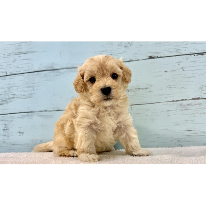 販売中の千葉県のマルプー:マルチーズ×トイプードル-428017の7枚目