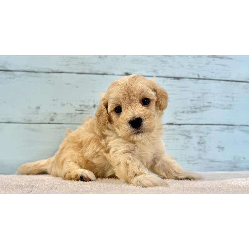 販売中の千葉県のマルプー:マルチーズ×トイプードル-428017の6枚目