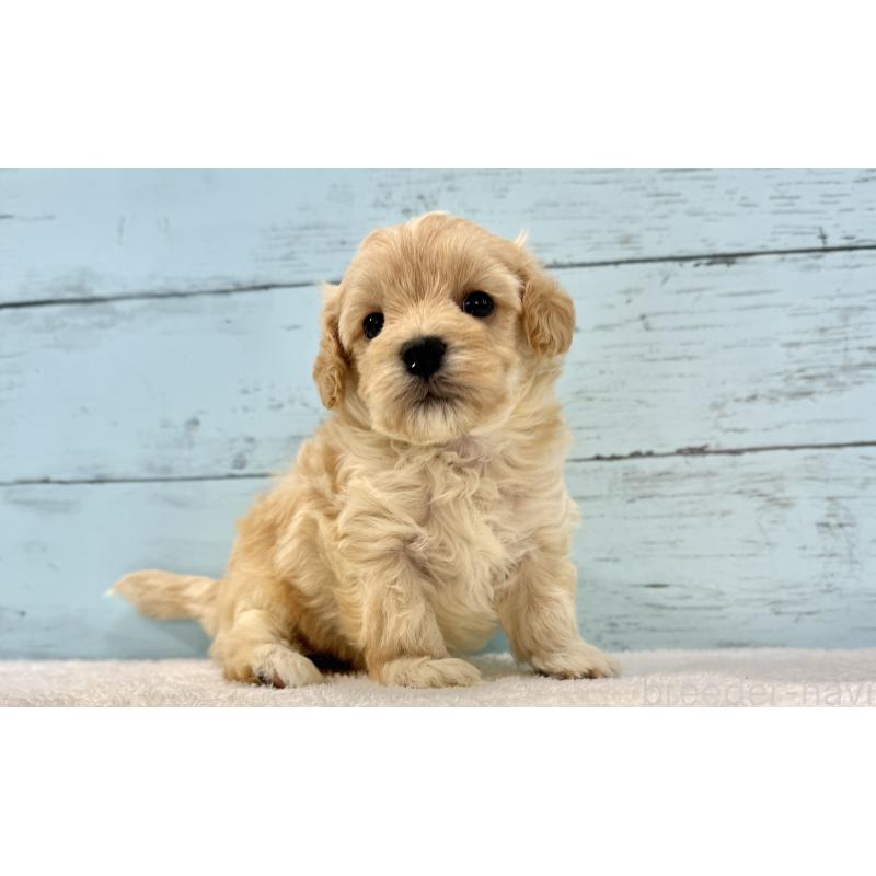 販売中の千葉県のマルプー:マルチーズ×トイプードル-428017の5枚目