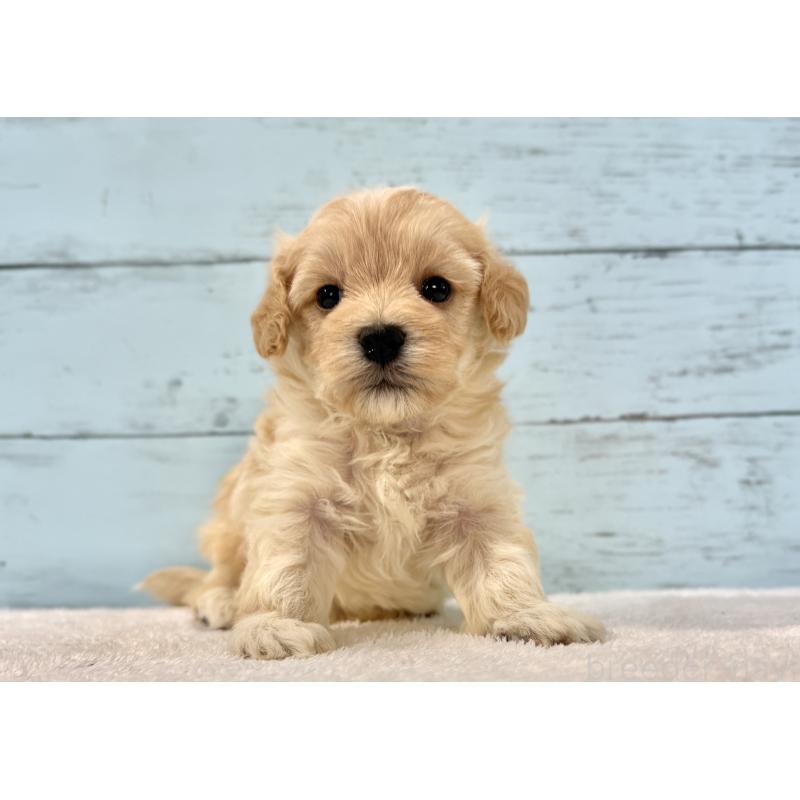 販売中の千葉県のマルプー:マルチーズ×トイプードル-428017の4枚目