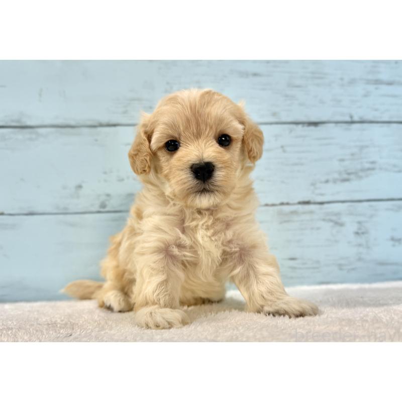 販売中の千葉県のマルプー:マルチーズ×トイプードル-428017の3枚目