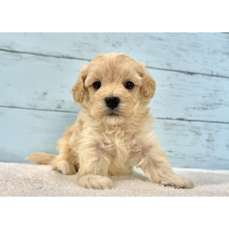 販売中の千葉県のマルプー:マルチーズ×トイプードル-428017の2枚目