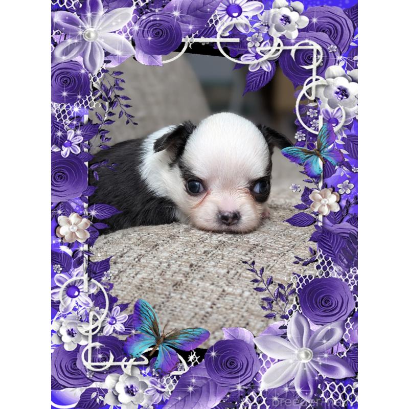 販売中の山口県のチワワ(ロングコート)-428016の5枚目