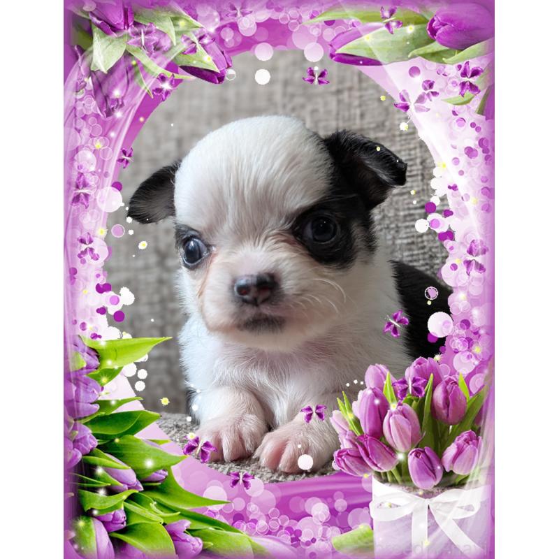 販売中の山口県のチワワ(ロングコート)-428016の4枚目