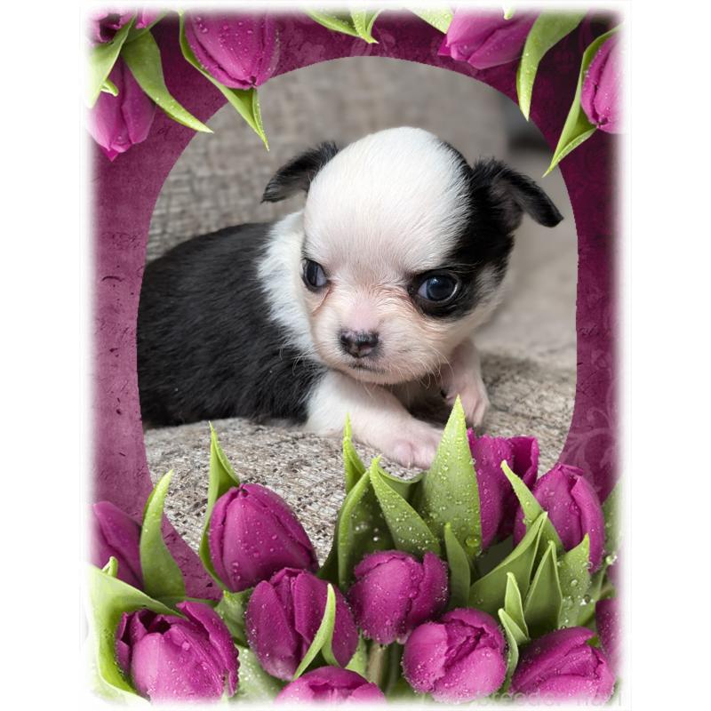 販売中の山口県のチワワ(ロングコート)-428016の3枚目