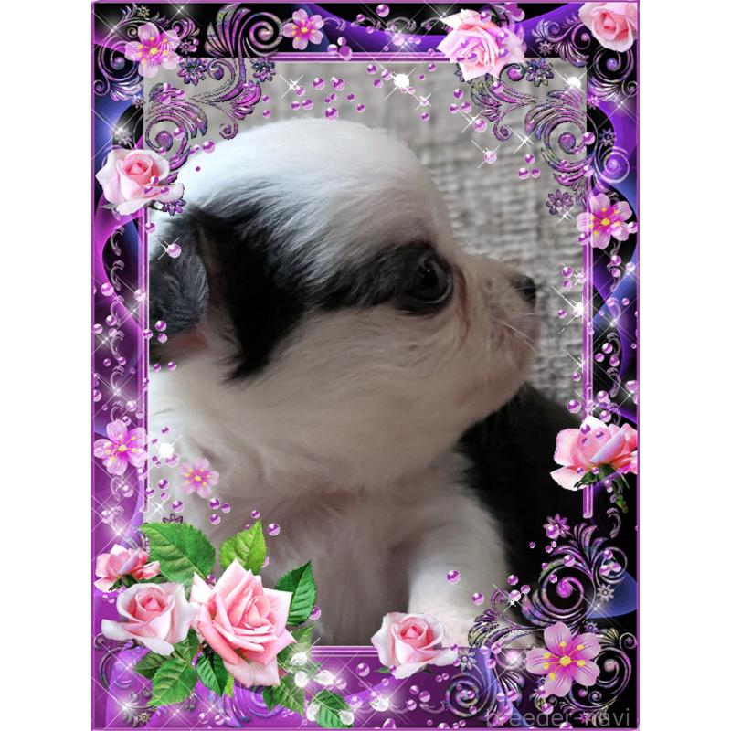 販売中の山口県のチワワ(ロングコート)-428016の2枚目