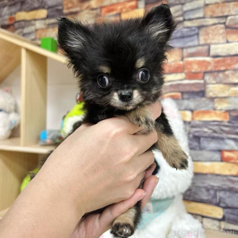 販売中の東京都のチワワ(ロングコート)-428021の6枚目