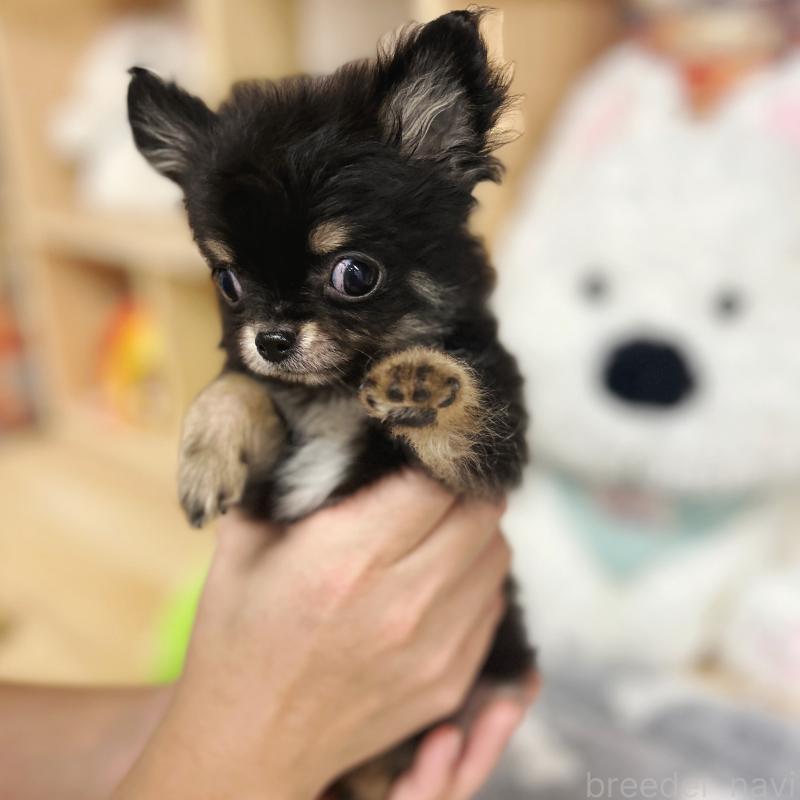 販売中の東京都のチワワ(ロングコート)-428021の5枚目