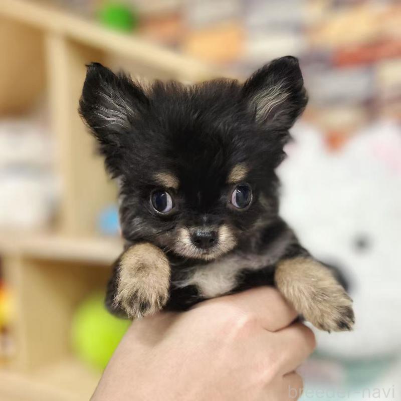 販売中の東京都のチワワ(ロングコート)-428021の1枚目