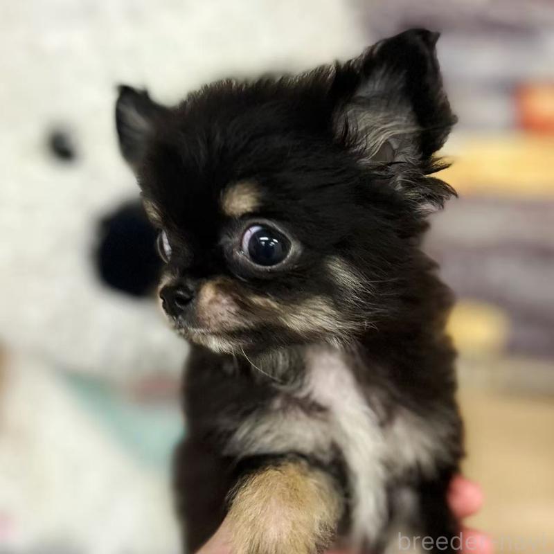 販売中の東京都のチワワ(ロングコート)-428021の4枚目