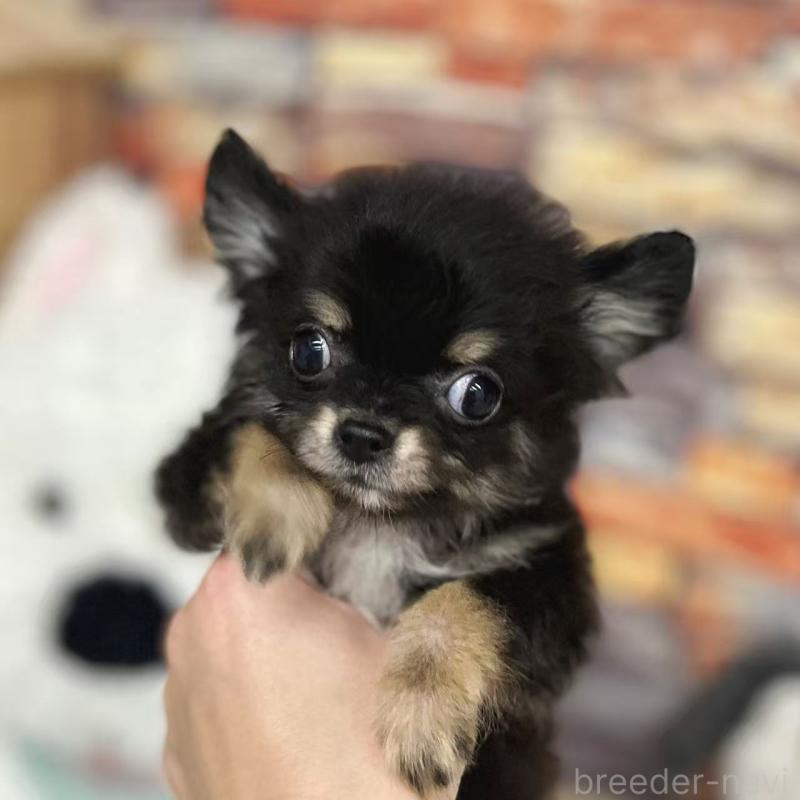 販売中の東京都のチワワ(ロングコート)-428021の3枚目